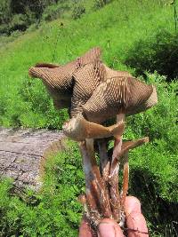 Psilocybe caerulescens image