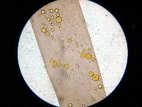 Phycomyces blakesleeanus image