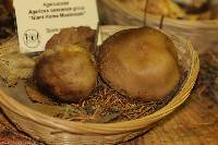 Agaricus osecanus image