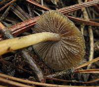 Psilocybe caerulescens image