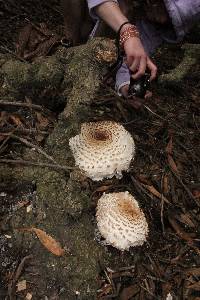 Chlorophyllum brunneum image