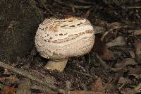 Chlorophyllum brunneum image