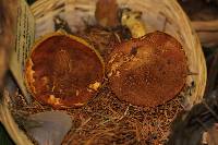 Boletus subtomentosus image