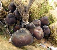 Psilocybe caerulescens image