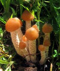 Psilocybe zapotecorum image