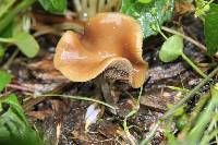 Psilocybe cyanescens image