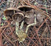 Psilocybe zapotecorum image