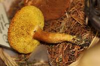 Boletus subtomentosus image