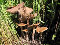 Psilocybe caerulescens image