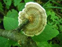 Trametes versicolor image