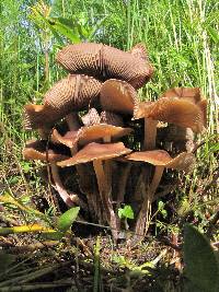 Psilocybe caerulescens image