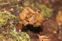 Gyromitra infula image