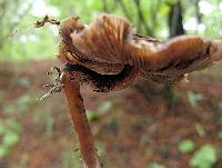 Psilocybe caerulescens image