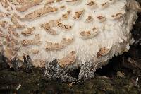 Chlorophyllum brunneum image