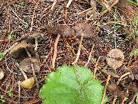 Psilocybe zapotecorum image