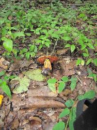 Boletus subvelutipes image