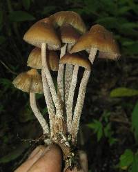 Psilocybe zapotecorum image