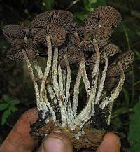 Psilocybe zapotecorum image