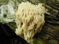 Artomyces pyxidatus image