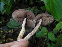 Psilocybe zapotecorum image