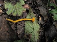 Cantharellus minor image