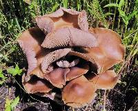 Psilocybe caerulescens image