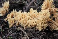 Ramaria myceliosa image