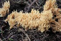 Image of Clavaria myceliosa