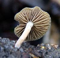 Simocybe centunculus var. centunculus image