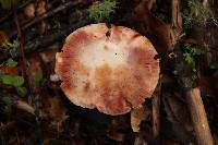 Amanita novinupta image