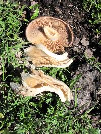 Psilocybe caerulescens image