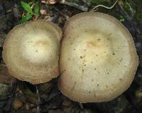 Psilocybe zapotecorum image