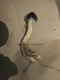 Psilocybe caerulescens image