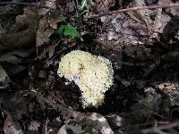 Ramaria rasilispora image