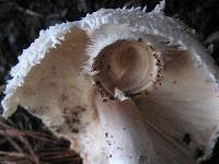 Chlorophyllum brunneum image