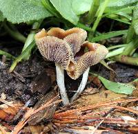 Psilocybe cyanescens image