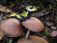 Psilocybe zapotecorum image