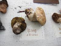 Boletus rex-veris image