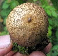 Psilocybe zapotecorum image