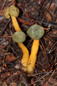 Leotia viscosa image