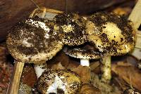 Amanita calyptratoides image