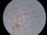 Phycomyces blakesleeanus image