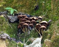 Psilocybe zapotecorum image