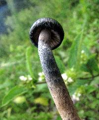 Psilocybe zapotecorum image