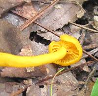 Cantharellus minor image