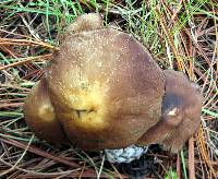 Psilocybe zapotecorum image