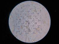 Phycomyces blakesleeanus image