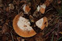 Amanita velosa image