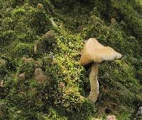 Psilocybe zapotecorum image