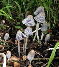 Coprinopsis lagopus image